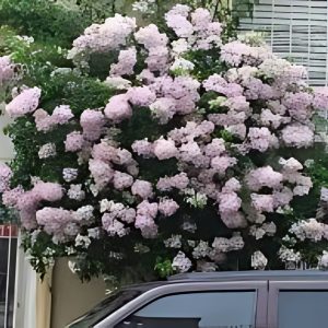 BOUGAINVILLEA BU.MO