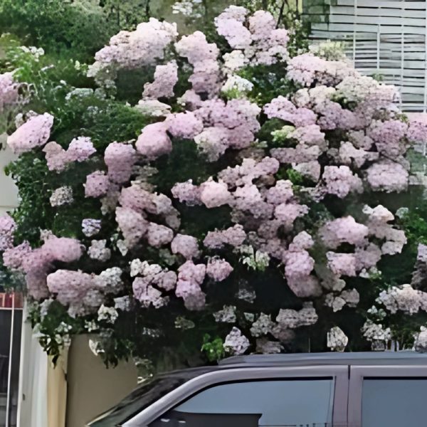 BOUGAINVILLEA BU.MO - Image 2