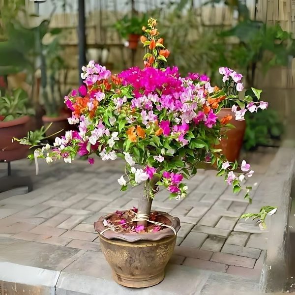 BOUGAINVILLEA BU.MO - Image 3