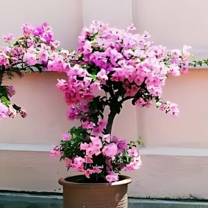 BOUGAINVILLEA PER. OD.