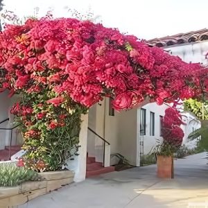 BOUGAINVILLEA PER. OD.