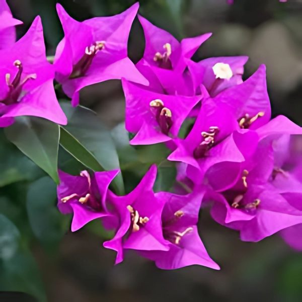 BOUGAINVILLEA PER. OD. - Image 3