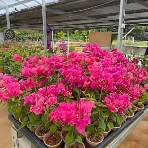 BOUGAINVILLEA PER. PAR.
