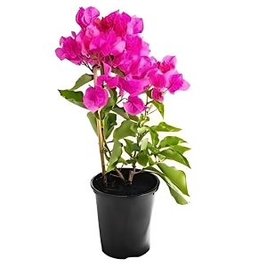 BOUGAINVILLEA PER. PAR.