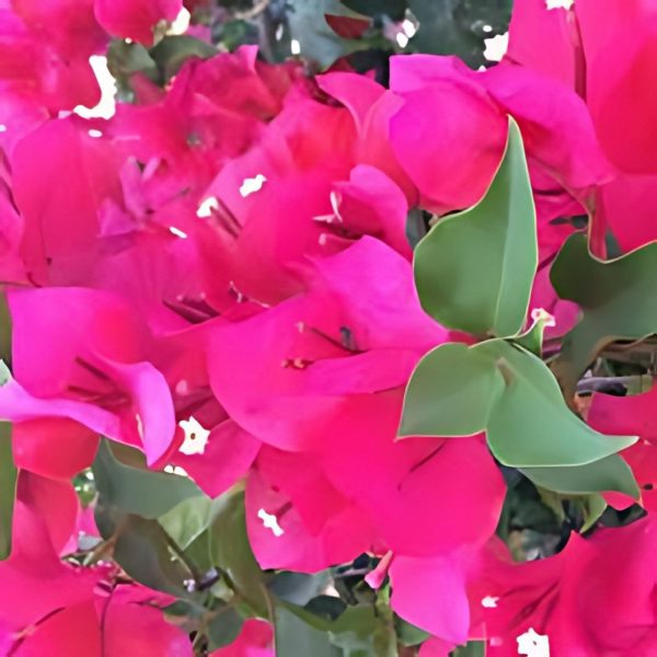 BOUGAINVILLEA PER. PAR. - Image 3