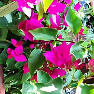 BOUGAINVILLEA PER. SUB.