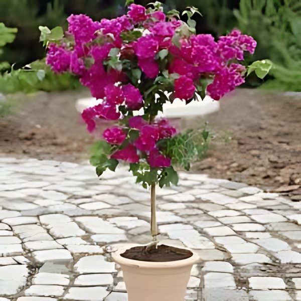 BOUGAINVILLEA PER. SUB.