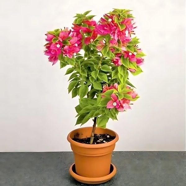 BOUGAINVILLEA PER. SUB. - Image 3