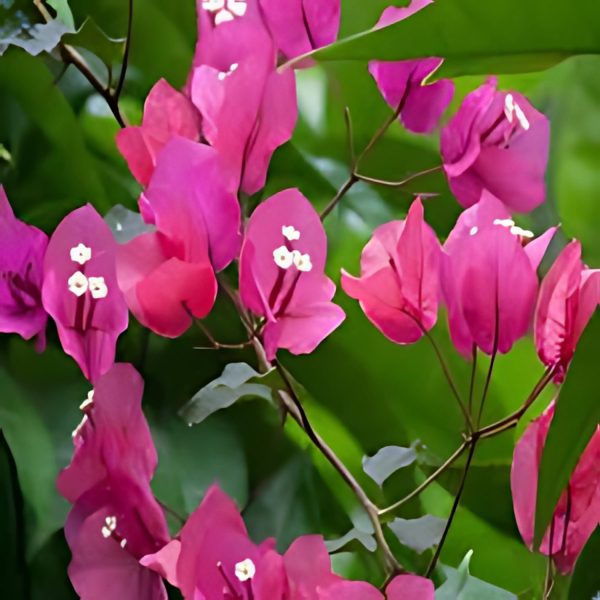 BOUGAINVILLEA PER. SUB. - Image 4