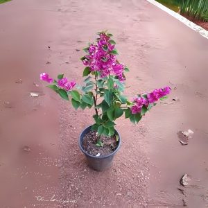 BOUGAINVILLEA T-GLORY