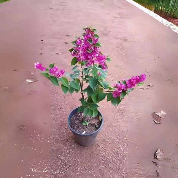 BOUGAINVILLEA T-GLORY