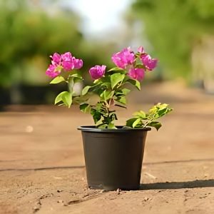 BOUGAINVILLEA SP.LN BIR.