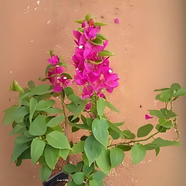 BOUGAINVILLEA T-GLORY - Image 3