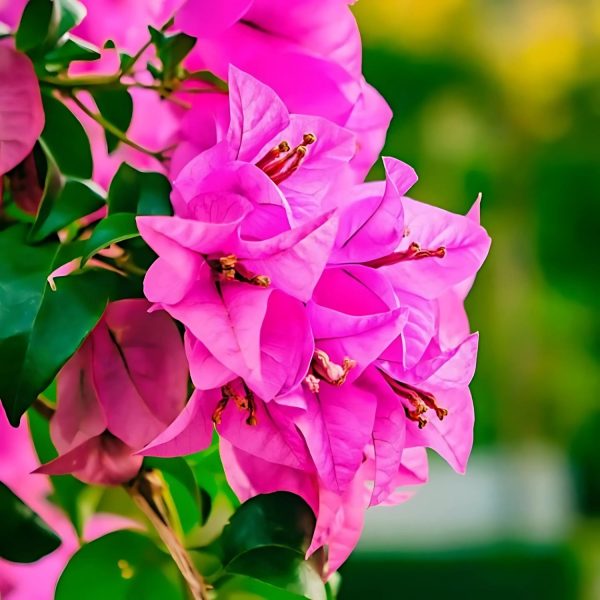 BOUGAINVILLEA T-GLORY - Image 4