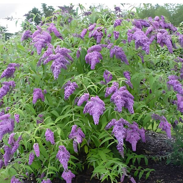 BUDDLEIA DAVIDII - Image 6