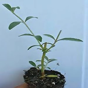 BUDDLEIA DAVIDII