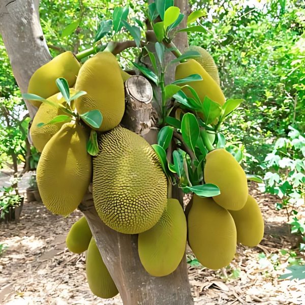 ARTOCARPUS HETEROPHYLLUS - Image 4