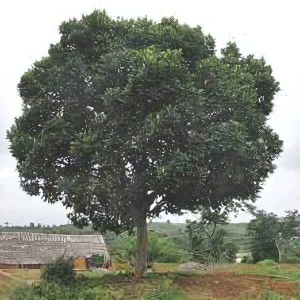 ARTOCARPUS HETEROPHYLLUS