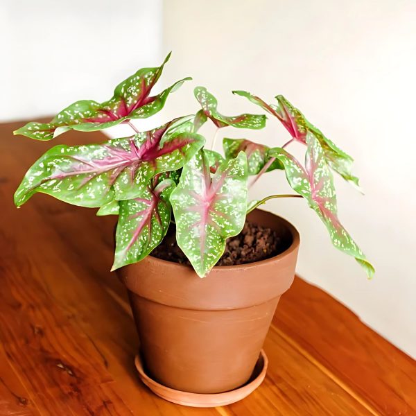 PHP-CALADIUM HALDERMAN