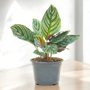 HP-CALATHEA CLOSSONII