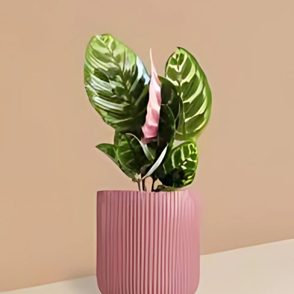 HP-CALATHEA CLOSSONII - Image 3