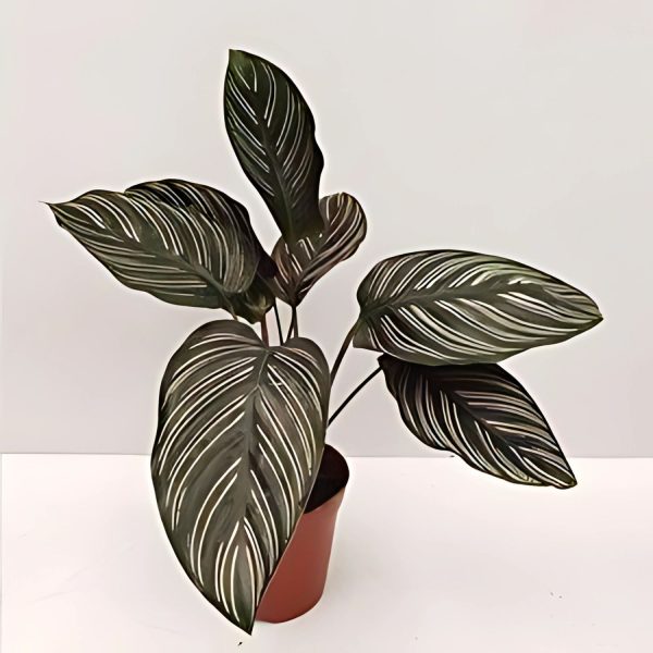 PHP-CALATHEA LINEATA - Image 3