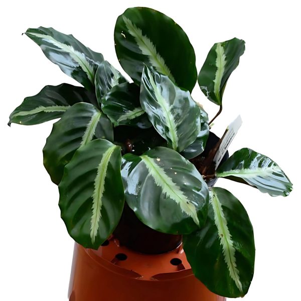 PHP-CALATHEA UNDULATA - Image 4