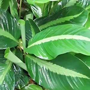 PHP-CALATHEA UNDULATA