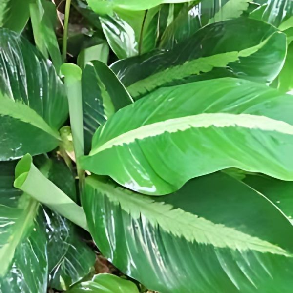 PHP-CALATHEA UNDULATA - Image 2