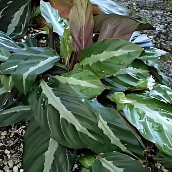 PHP-CALATHEA UNDULATA - Image 3