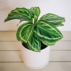 PHP-CALATHEA UNDULATA