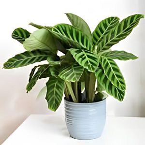 HP-CALATHEA ZEBRINA