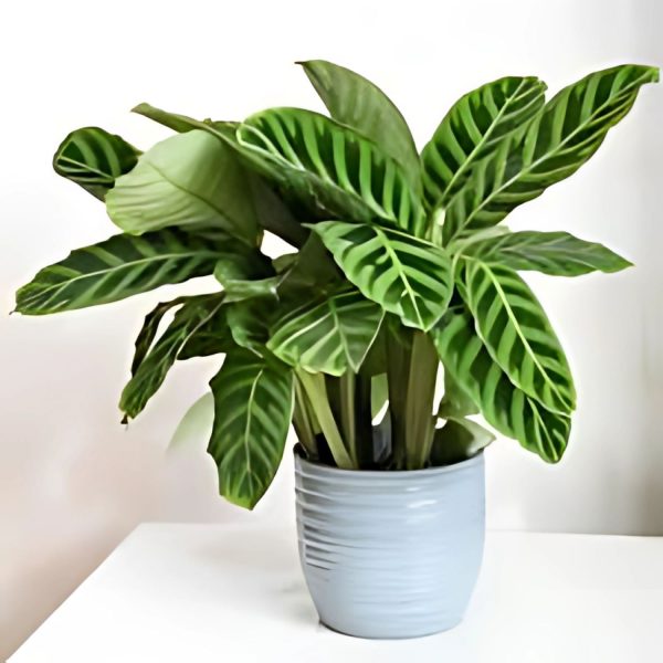 PHP-CALATHEA ZEBRINA