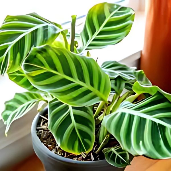 PHP-CALATHEA ZEBRINA - Image 2