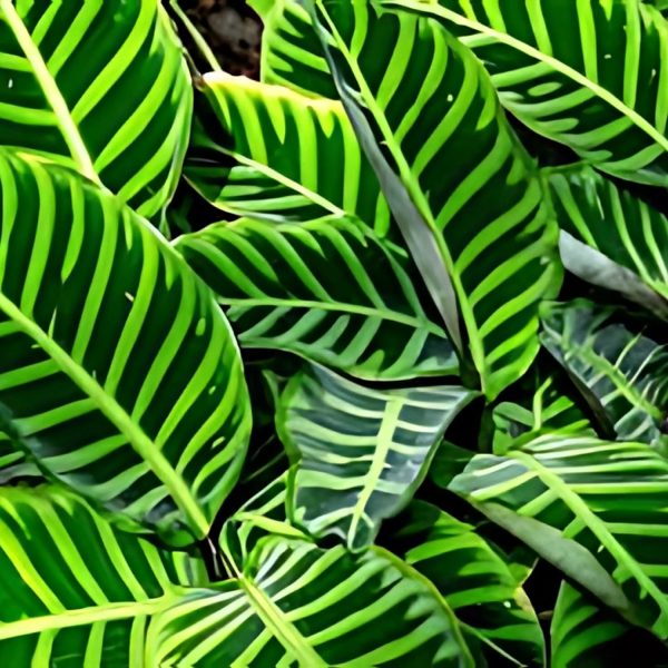 PHP-CALATHEA ZEBRINA - Image 3