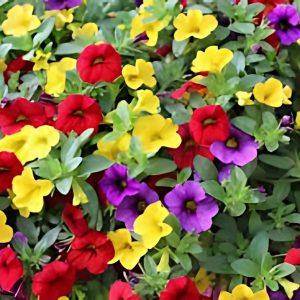 CALIBRACHOA