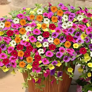 CALIBRACHOA