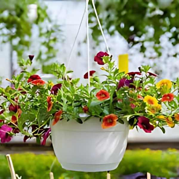 CALIBRACHOA SPP. - Image 3