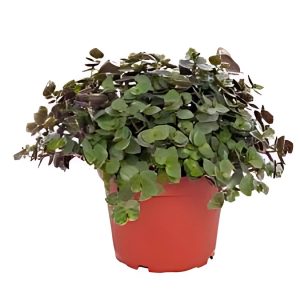 PHP-CALLISIA REPENS