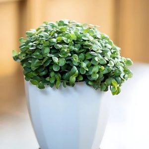 PHP-CALLISIA REPENS