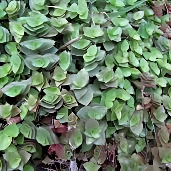PHP-CALLISIA REPENS - Image 3