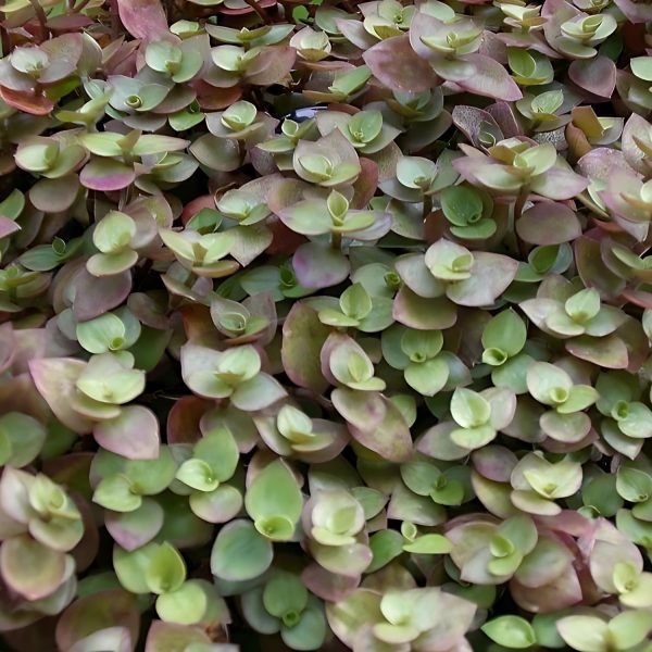 PHP-CALLISIA REPENS - Image 4