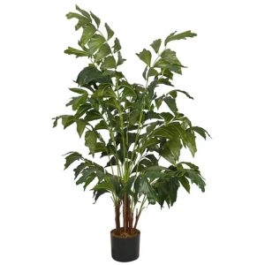 CAMOENSIA MAXIMA