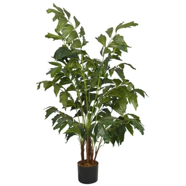 CAMOENSIA MAXIMA