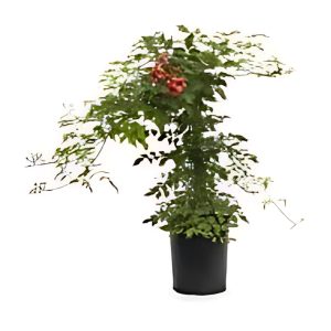 CAMPSIS RADICANS