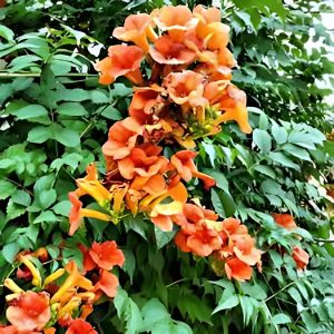 CAMPSIS RADICANS
