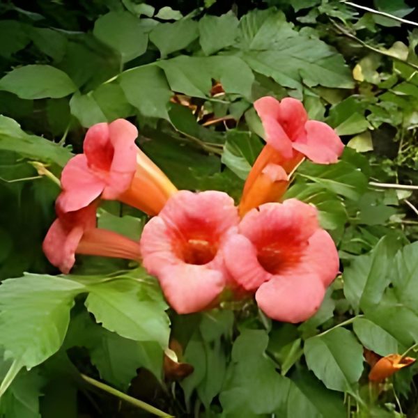 CAMPSIS RADICANS - Image 4