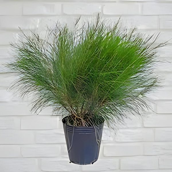 CASURINA - Image 3