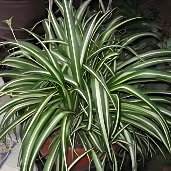 PHP-CHLOROPHYTUM COMOSUM - Image 4