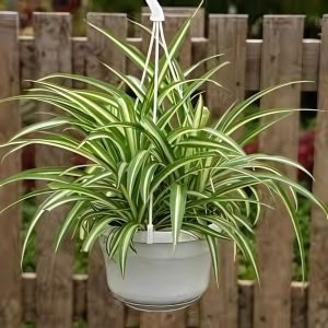 PHP-CHLOROPHYTUM COMOSUM